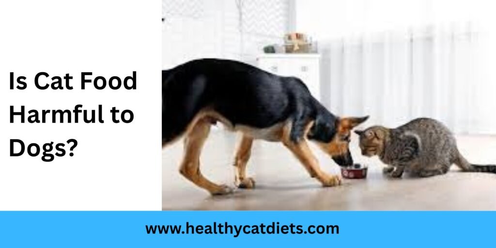 Is Cat Food Harmful to Dogs?