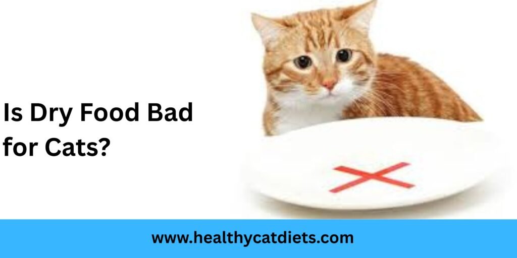 Is Dry Food Bad for Cats? The Truth About Kibble and Feline Health