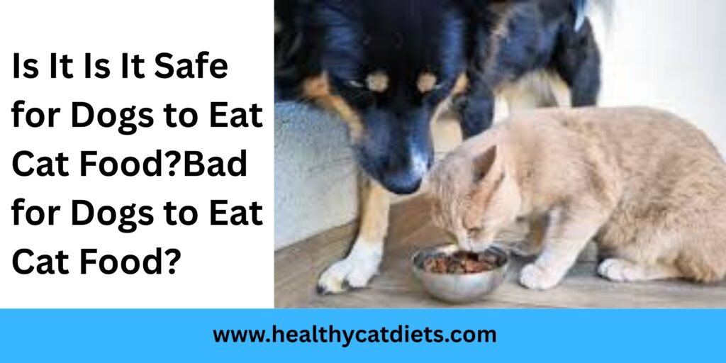 Is It Safe for Dogs to Eat Cat Food?