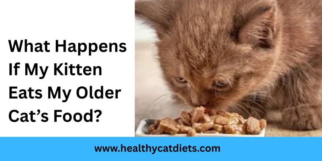 What Happens If My Kitten Eats My Older Cat’s Food?