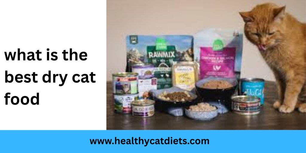 What Is the Best Dry Cat Food?