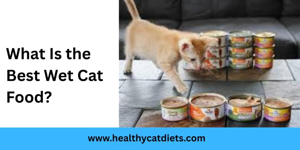 What Is the Best Wet Cat Food?