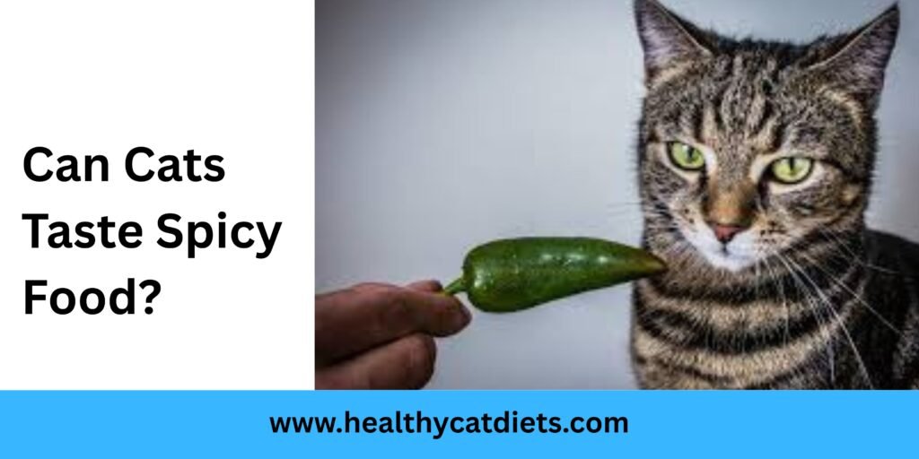 Can cats taste spicy food? Learn how spicy flavors affect cats’ taste buds and health with insights from Healthy Cat Diets.