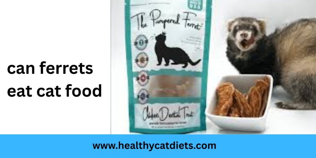 Can Ferrets Eat Cat Food?