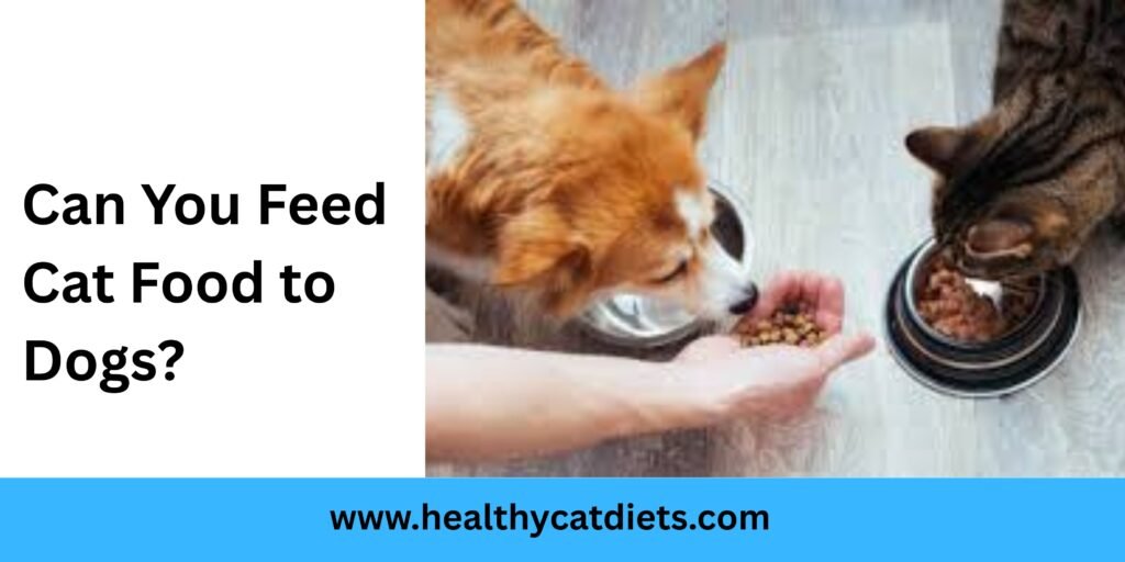 Can You Feed Cat Food to Dogs?