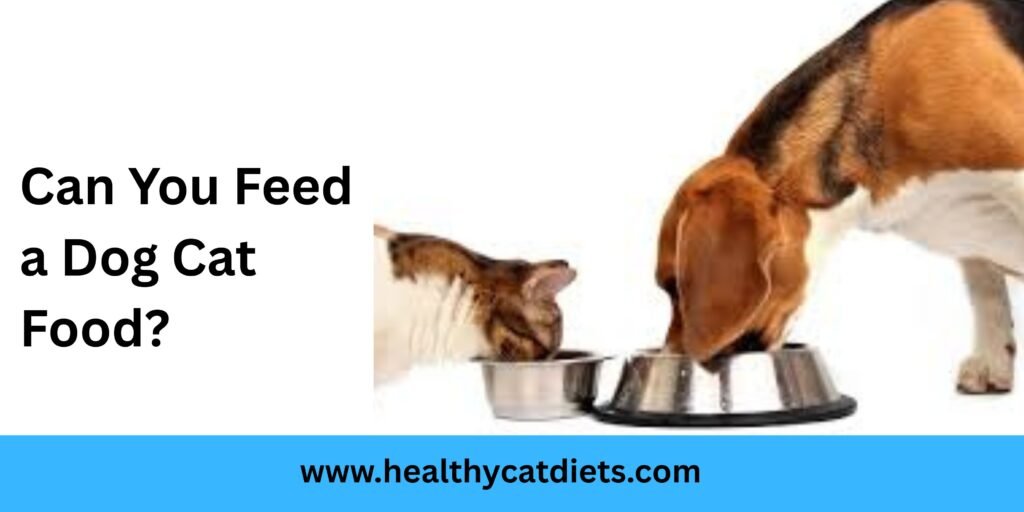 Can You Feed a Dog Cat Food?