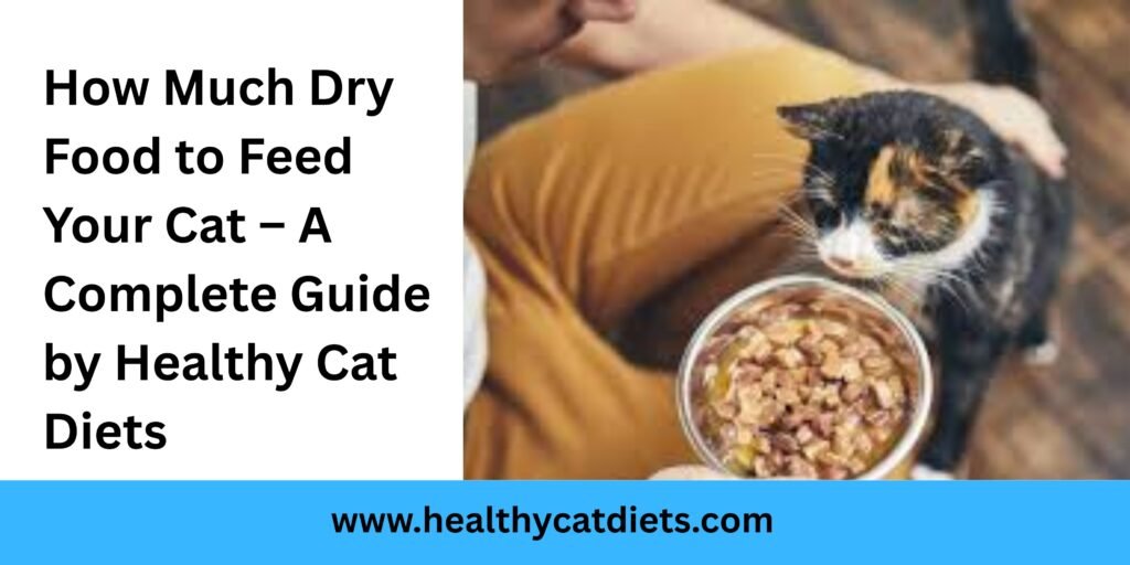 How Much Dry Food to Feed Your Cat – A Complete Guide by Healthy Cat Diets