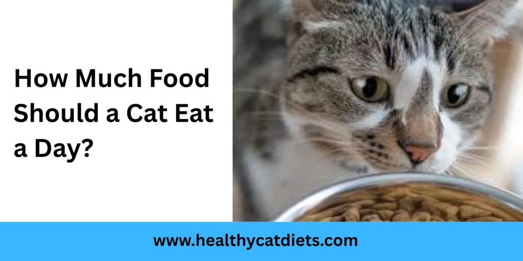 How Much Food Should a Cat Eat a Day?