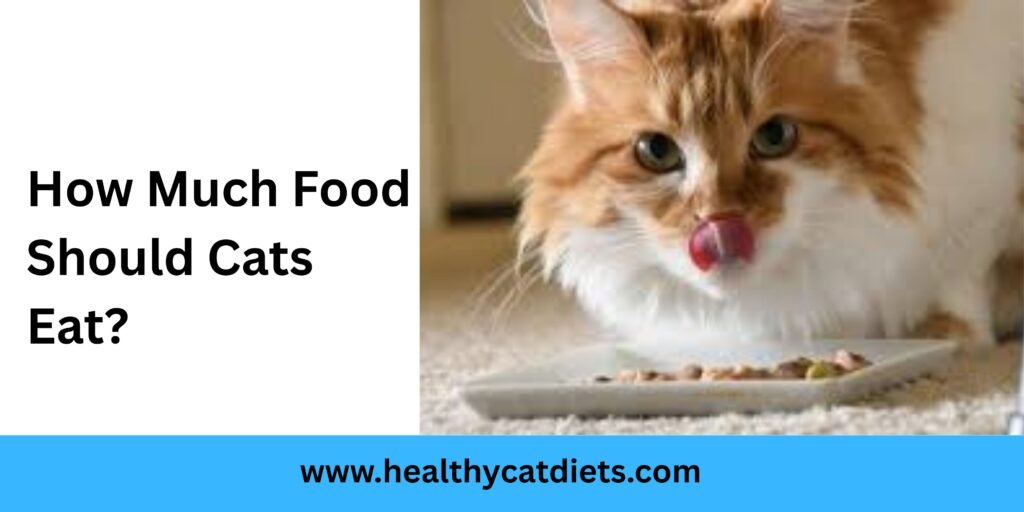 How Much Food Should Cats Eat?