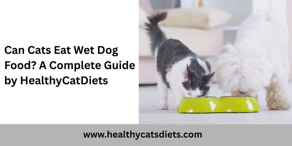 Can Cats Eat Wet Dog Food? A Complete Guide by HealthyCatDiets