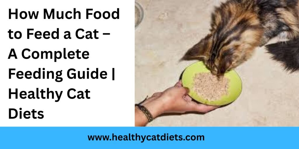 How Much Food to Feed a Cat