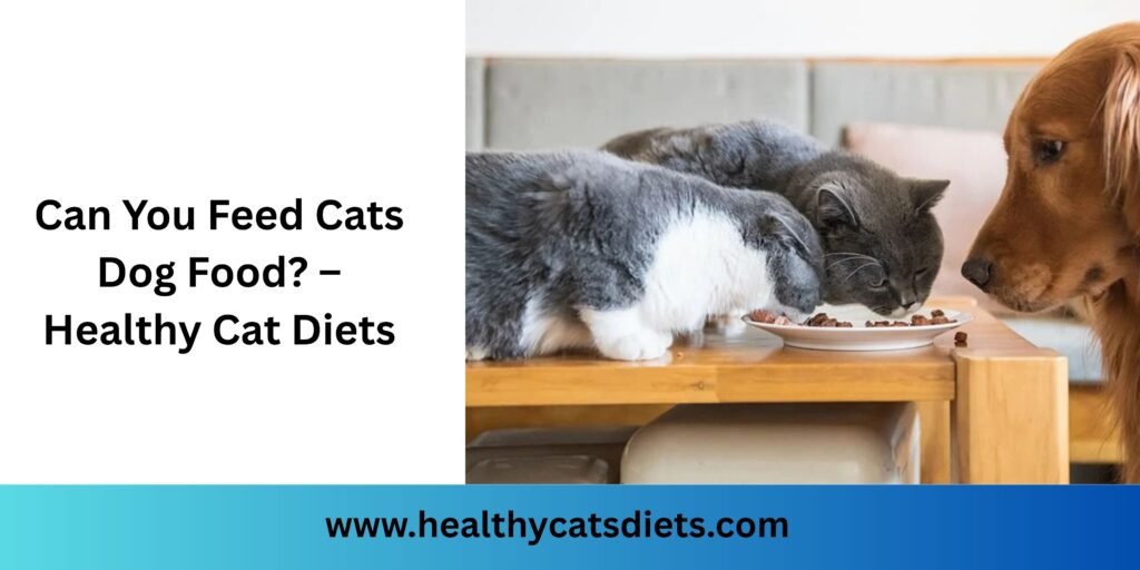 Can You Feed Cats Dog Food – Healthy Cat Diets