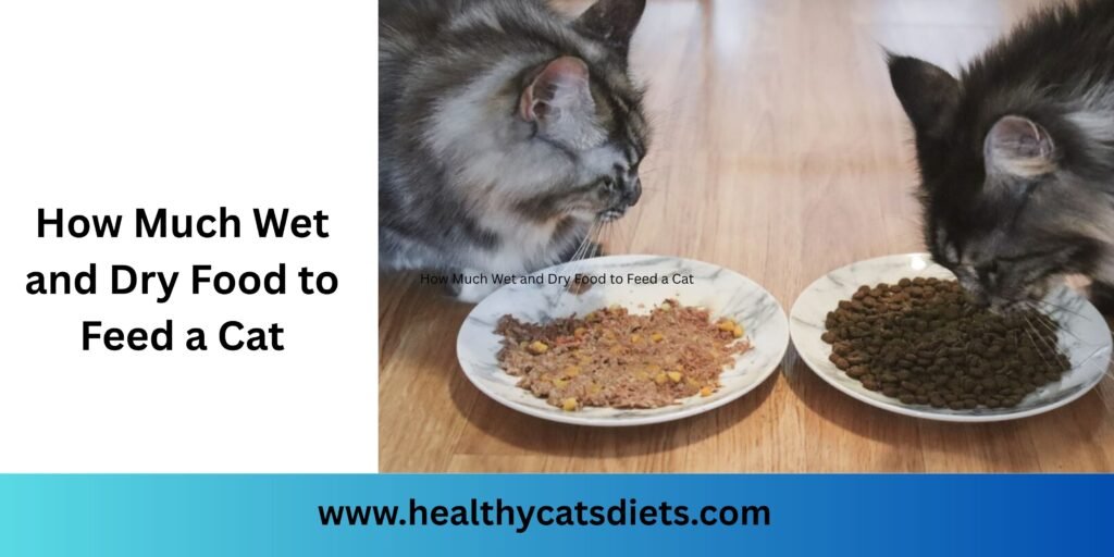 How Much Wet and Dry Food to Feed a Cat