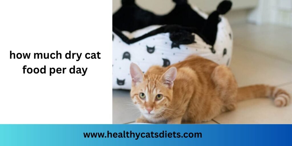 how much dry cat food per day