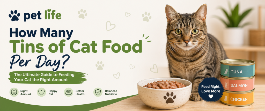 how many tins of cat food per day