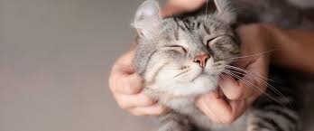 cat lovers community